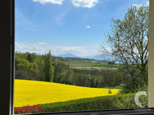 View from a window of a bright yellow canola field with hedges and trees, rolling countryside and distant mountains under a blue sky.